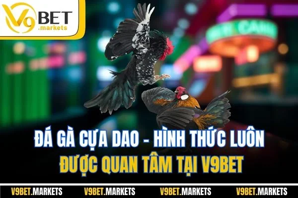 Đá Gà Cựa Dao - Hình Thức Luôn Được Quan Tâm Tại V9BET