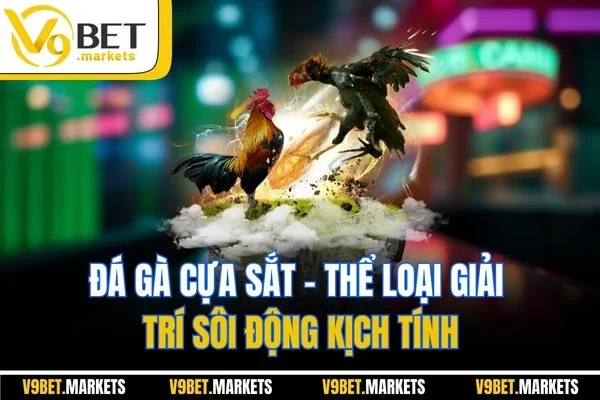 Đá Gà Cựa Sắt - Thể Loại Giải Trí Sôi Động Kịch Tính