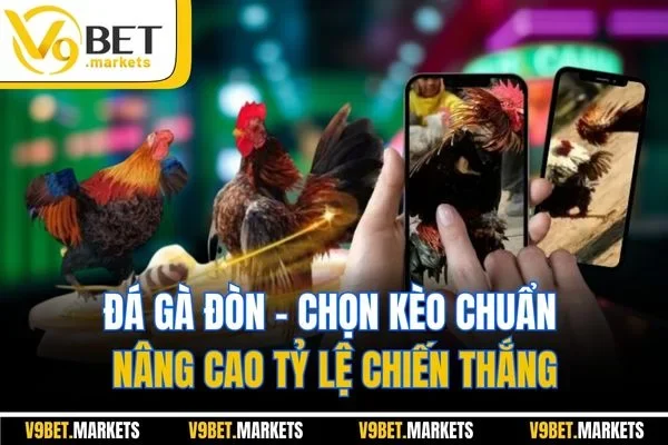 Đá Gà Đòn | Chọn Kèo Chuẩn Nâng Cao Tỷ Lệ Chiến Thắng